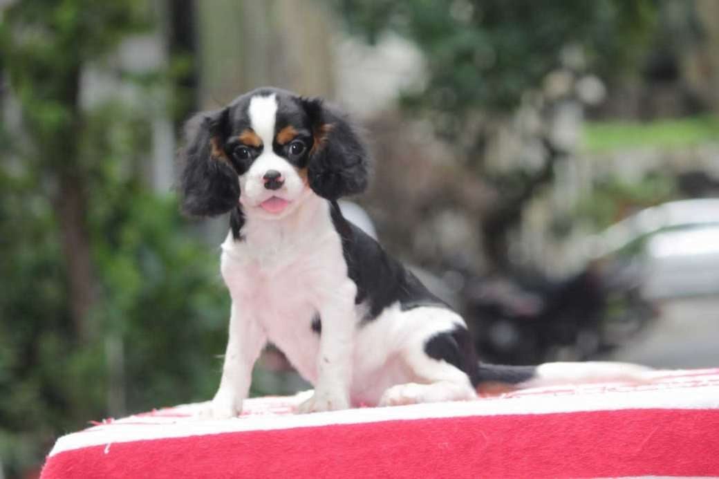 Cavalier King Charles Spaniel For Sale In Gurgaon