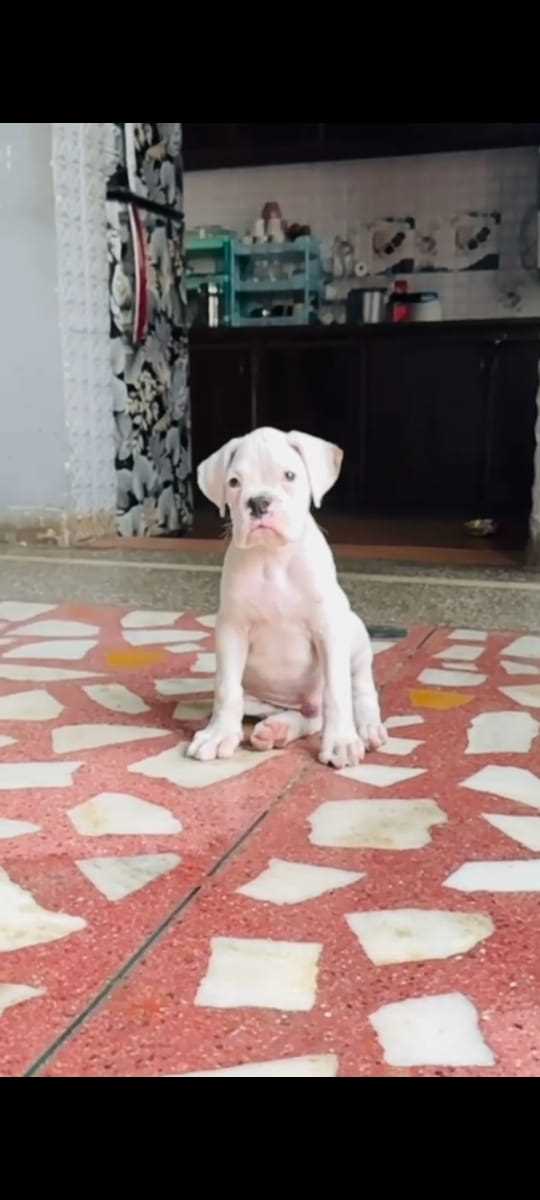 Boxer For Sale In Gurgaon