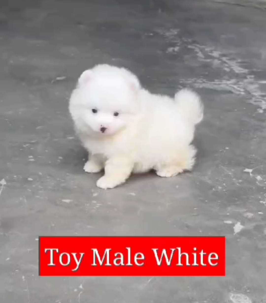 Toy Pom For Sale In Gurgaon