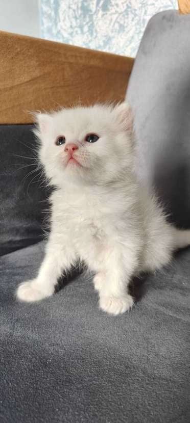 Persian For Sale In Gurgaon