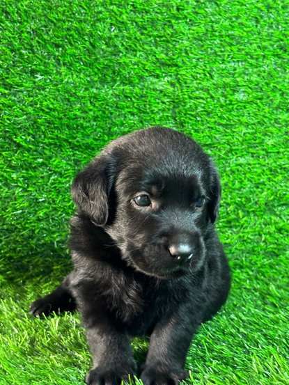 Labrador Retriever For Sale In Gurgaon