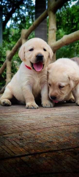 Labrador Retriever For Sale In Gurgaon