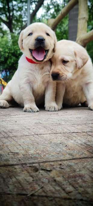 Labrador Retriever For Sale In Gurgaon