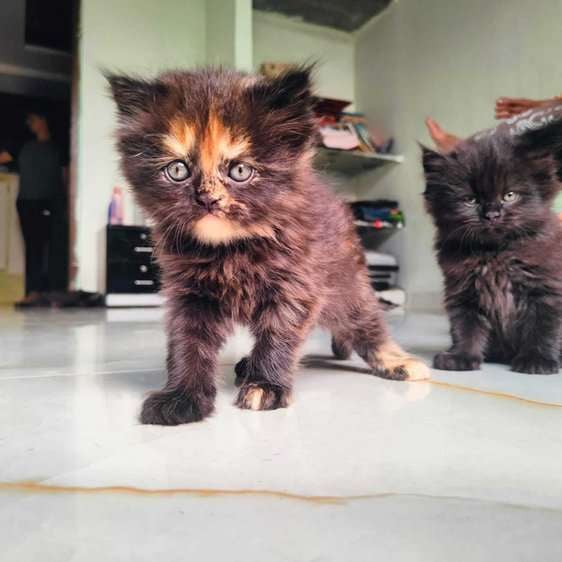 Persian For Sale In Gurgaon