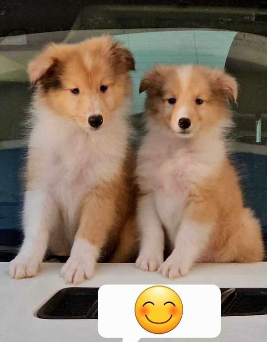 Rough Collie For Sale In Gurgaon