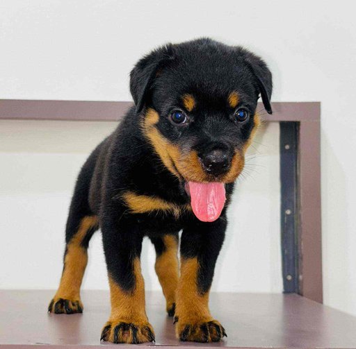 Rottweiler For Sale In Gurgaon