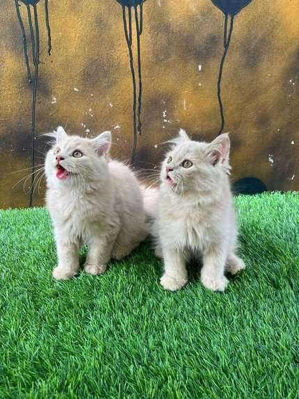 Persian For Sale In Gurgaon