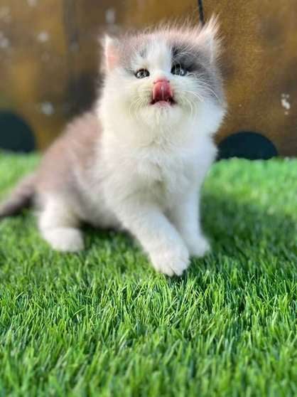 Persian For Sale In Sonipat HR