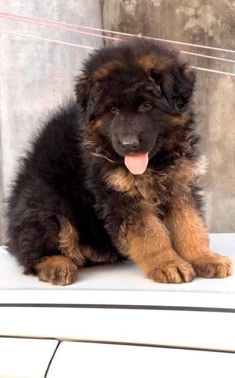 German Shepherd For Sale In Sonipat HR