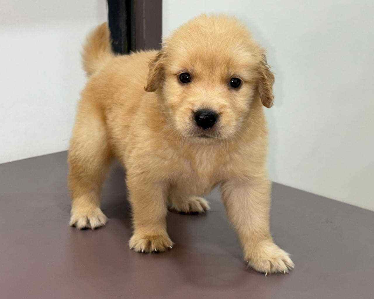 Golden Retriever For Sale In Sonipat HR