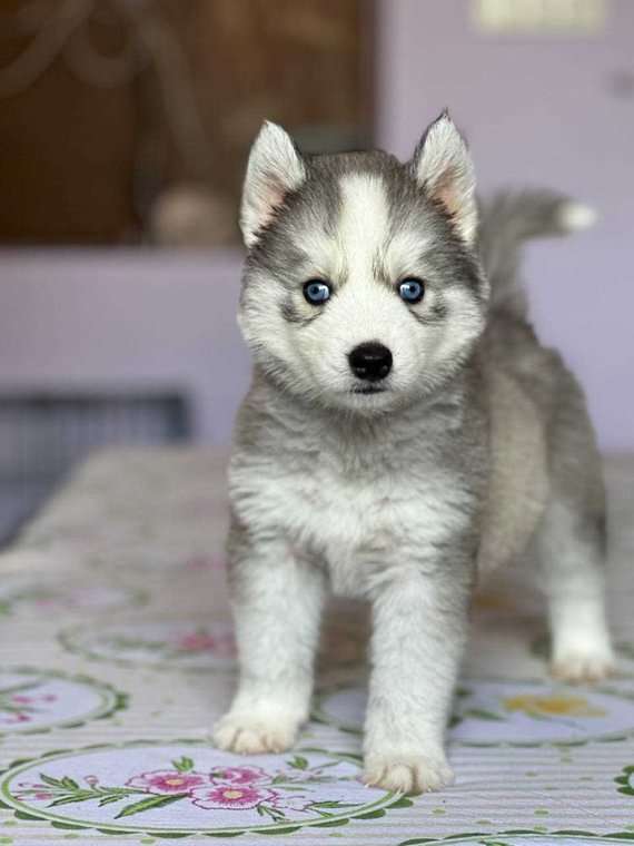 Siberian Husky For Sale In Sonipat HR