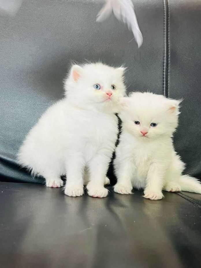 Persian For Sale In Sonipat HR