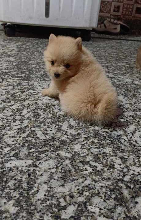 Culture Pomeranian For Sale In Sonipat HR