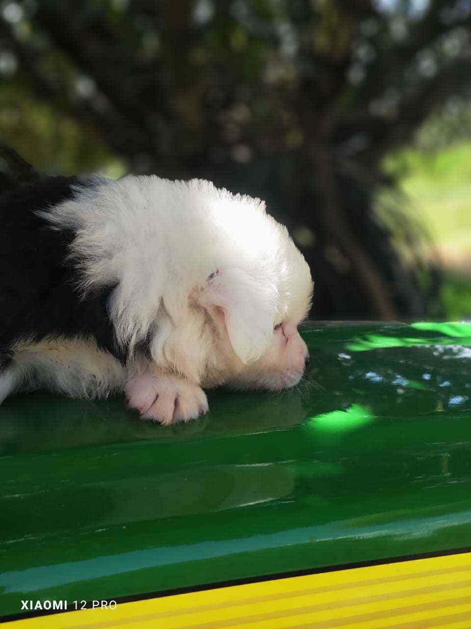 Border Collie For Sale In Sonipat HR