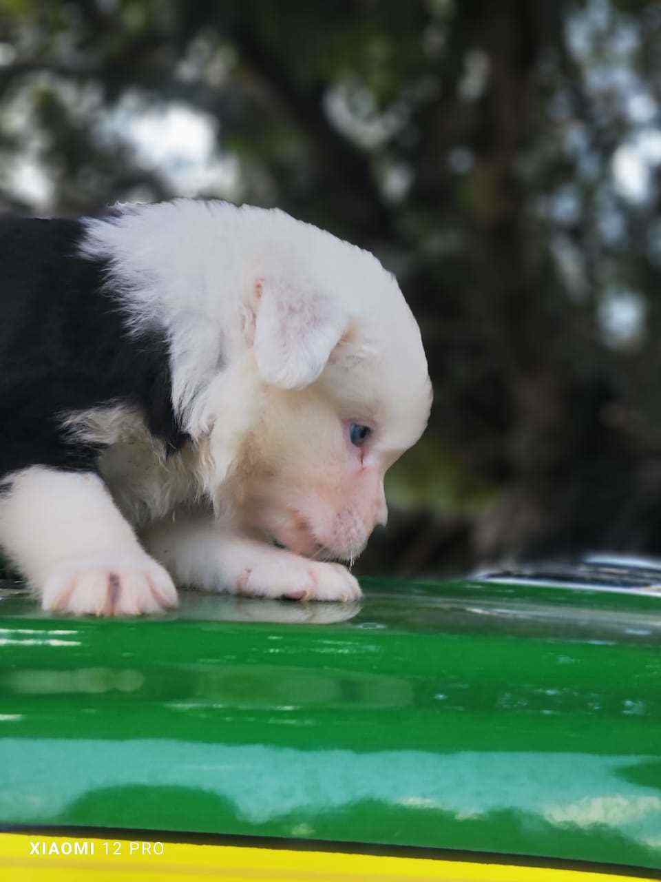 Border Collie For Sale In Sonipat HR