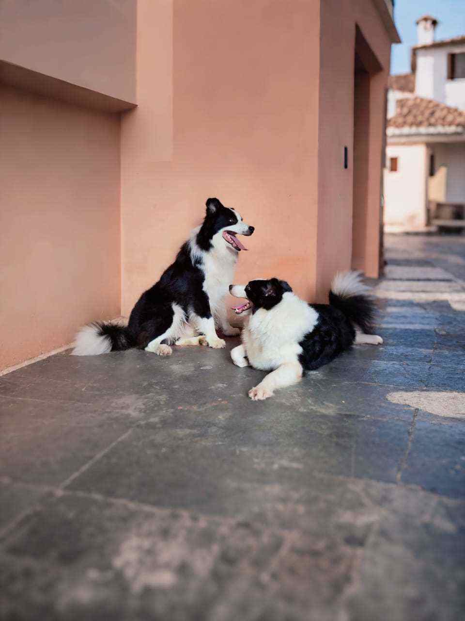 Border Collie For Sale In Sonipat HR