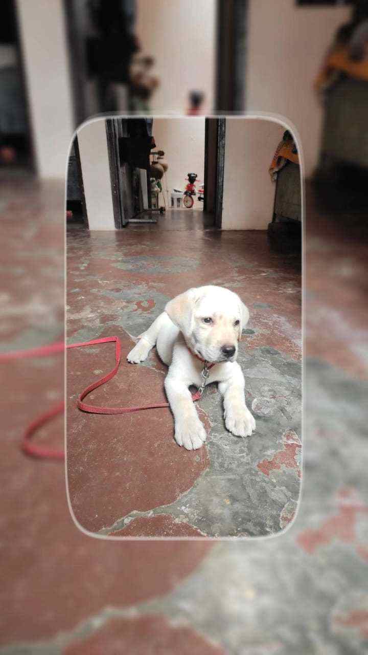 Labrador Retriever For Sale In Sonipat HR