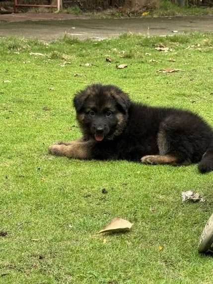 German Shepherd For Sale In Sonipat HR