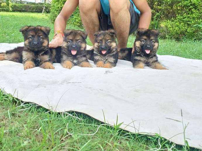 German Shepherd For Sale In Sonipat HR
