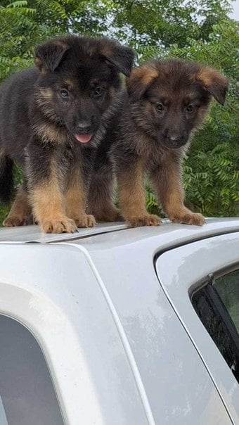 German Shepherd For Sale In Sonipat HR