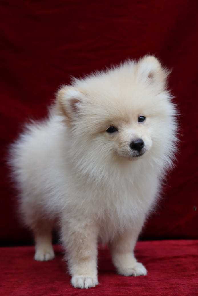 Culture Pomeranian For Sale In Sonipat HR