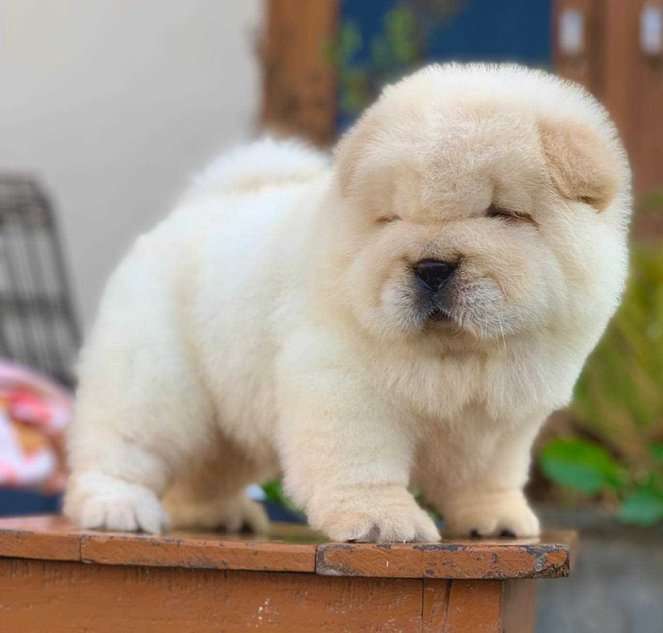 Chow Chow For Sale In Sonipat HR