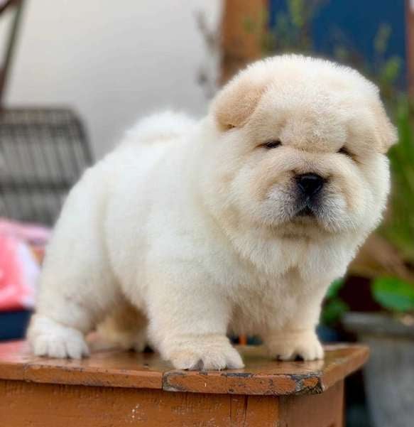 Chow Chow For Sale In Sonipat HR