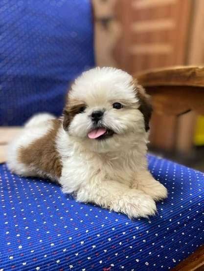 Shih Tzu For Sale In Sonipat HR
