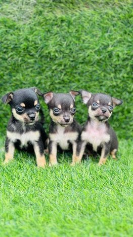 Chihuahua For Sale In Noida