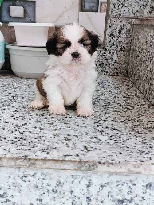 Shih Tzu For Sale In Noida