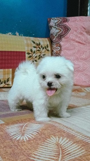 Maltese For Sale In Noida