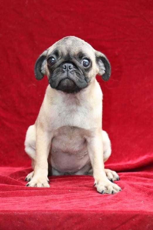 Pug For Sale In Noida