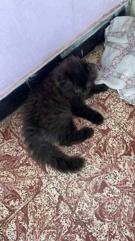 Persian For Sale In Chennai