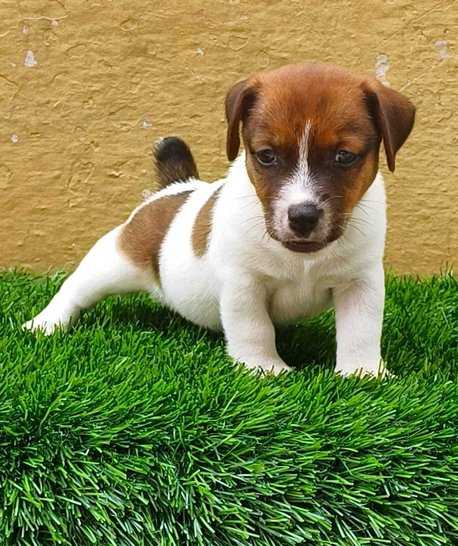 Jack Russell Terrier For Sale In Bangalore