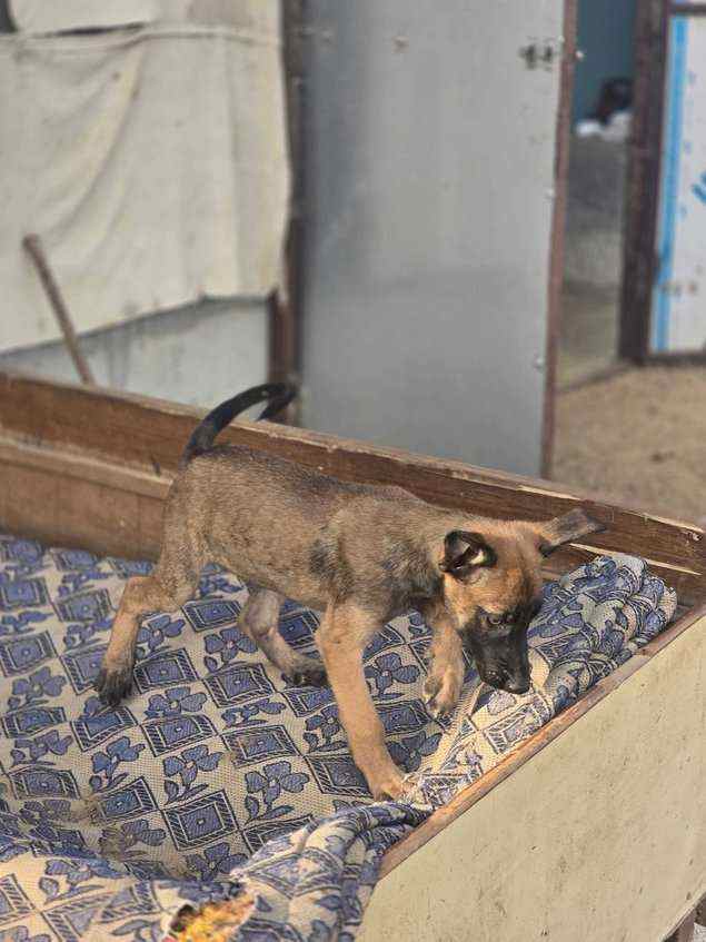 Belgian Malinois For Sale In Delhi