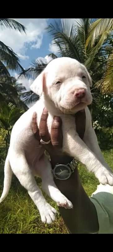 Pitbull For Sale In Chitradurga
