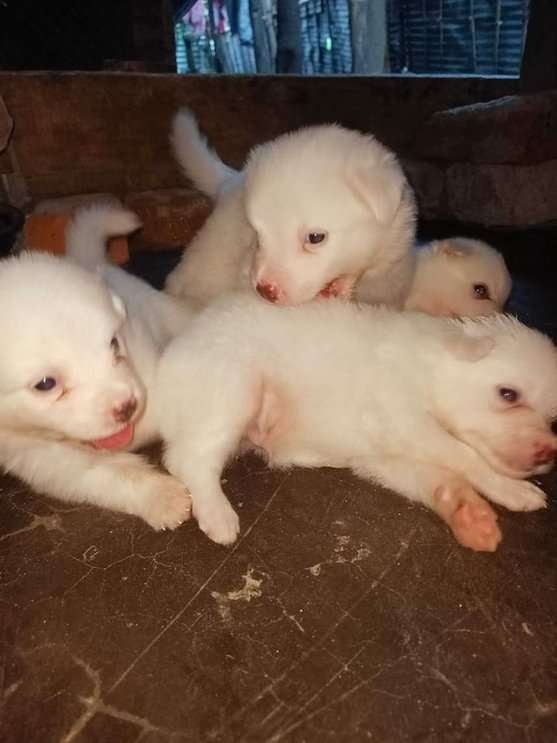 Indian Spitz For Sale In Darjiling