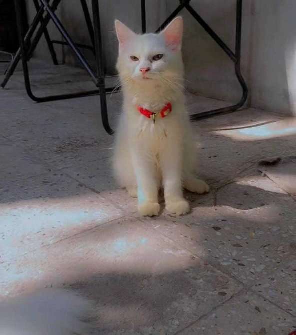 Persian For Sale In Vadodara