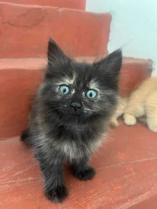 Siberian For Sale In Nagpur
