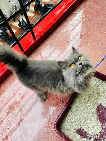 Persian For Sale In Mysore