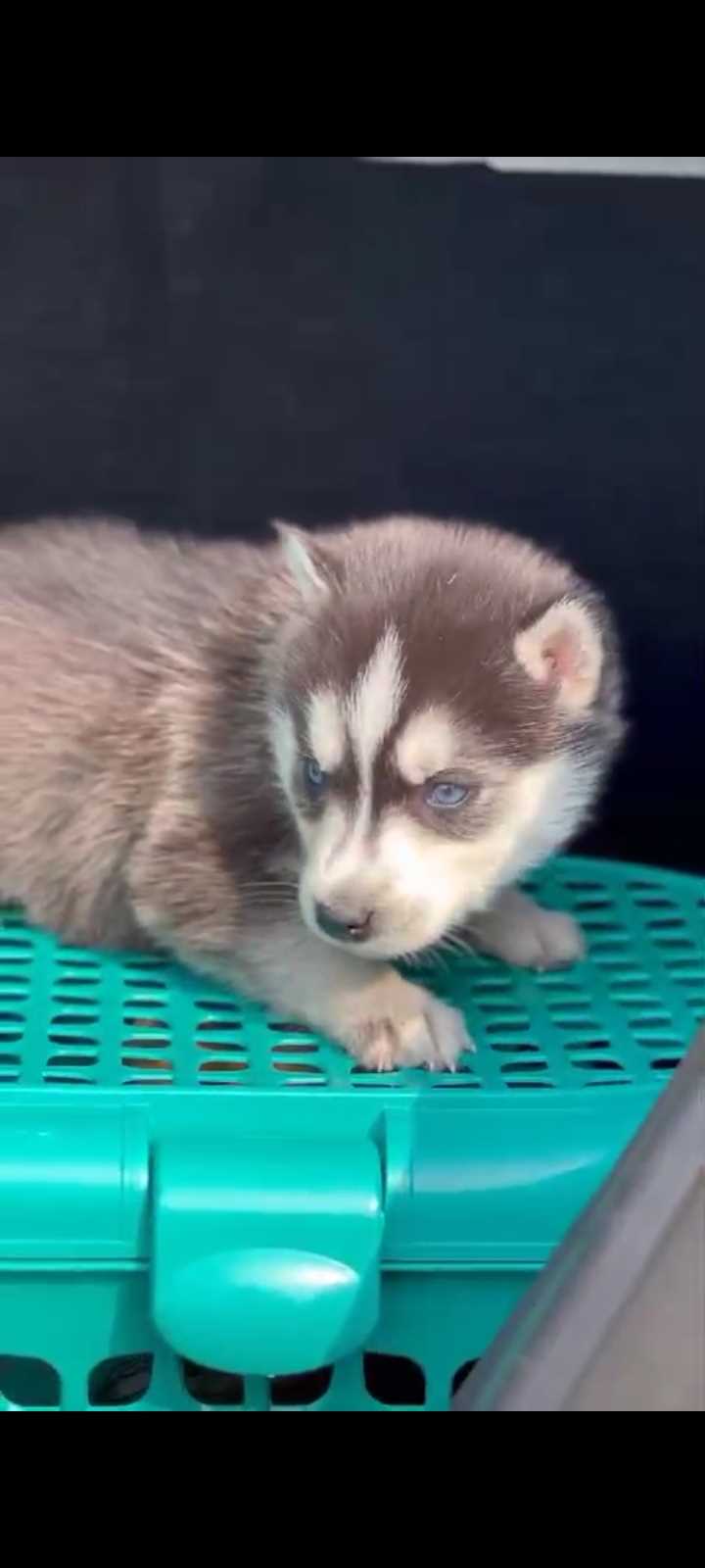 Siberian Husky For Sale In Dehradun
