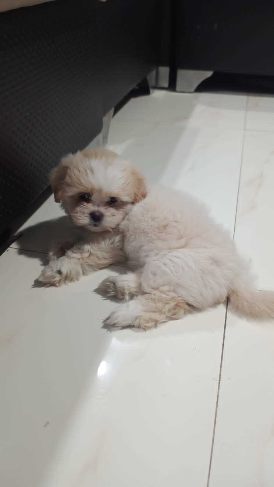 Lhasa Apso For Sale In Pune