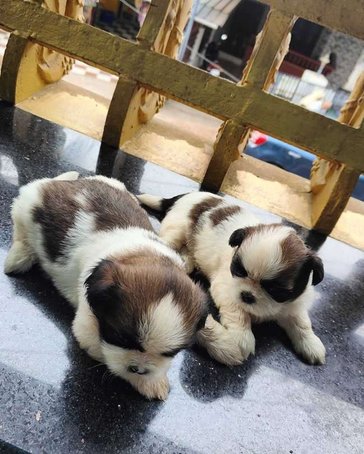 Shih Tzu For Sale In Thiruvananthapuram