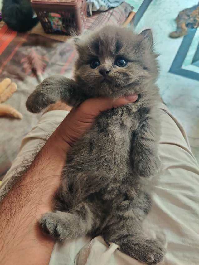 Persian For Sale In Moradabad
