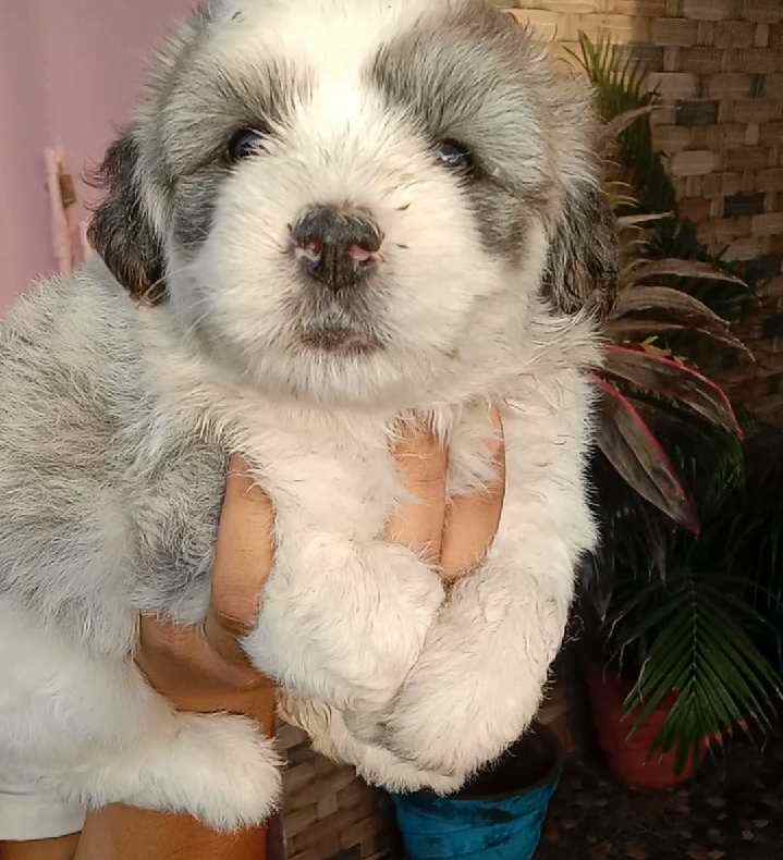 Lhasa Apso For Sale In Coimbatore