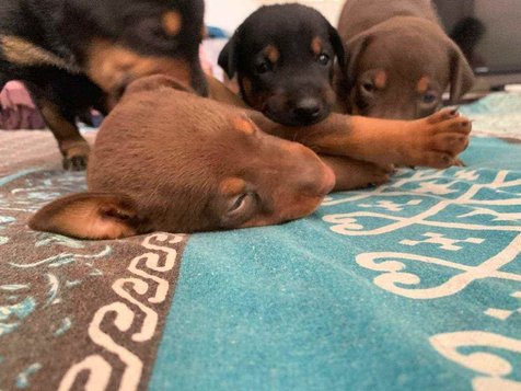 Doberman For Sale In Faridabad
