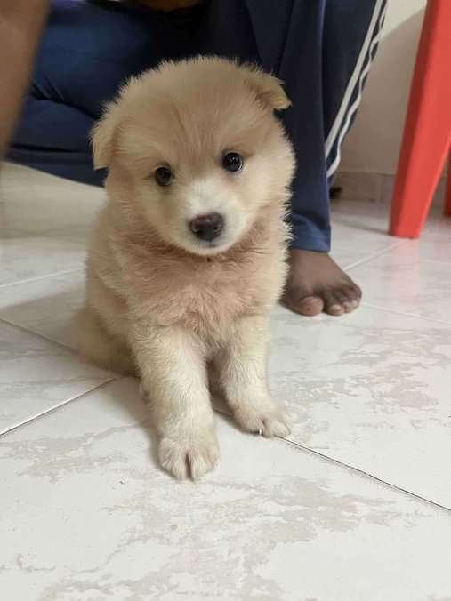 Indian Spitz For Sale In Chennai