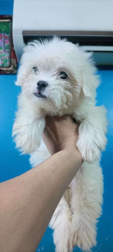 Maltese For Sale In Delhi