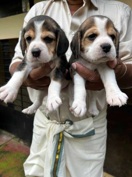 Beagle For Sale In Thiruvananthapuram