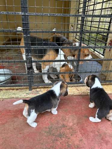 Beagle For Sale In Thiruvananthapuram